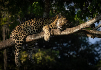 Obraz premium A jaguar hunting caiman in the Pantanal, Brazil.