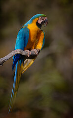 Blue and Yellow Macaw in Brazil 
