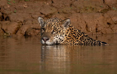A jaguar hunting caiman in the Pantanal, Brazil.