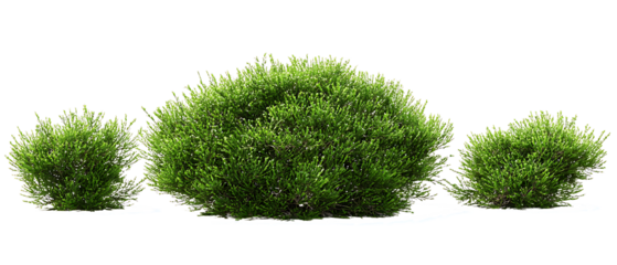 Perfectly Shaped Green Boxwood Shrubs for Garden Landscaping on white background. PNG
