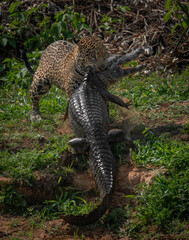 A jaguar hunting caiman in the Pantanal, Brazil.