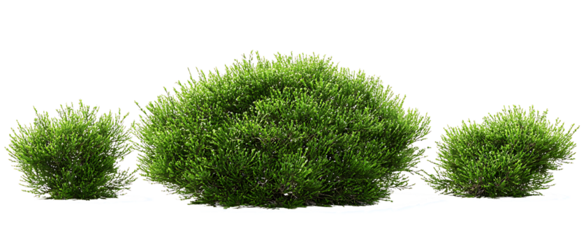 Perfectly Shaped Green Boxwood Shrubs for Garden Landscaping on white background. PNG
