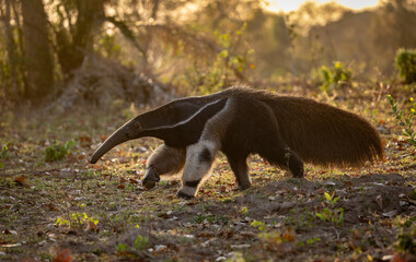Giant anteater in the Pantanal, Brazil.