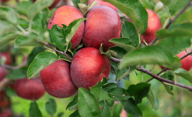 Red apples grow on tree in the orchard