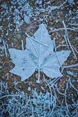 The leaves of the plane tree are covered with frost. Morning frosts. Icy ground.