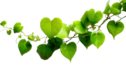 Green heart shaped leaves isolated on white backdrop isolated on transparent background