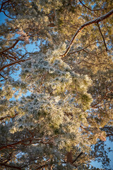 Dreamy Winter Landscape, snow and sun, surrounded by trees.