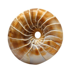Obraz premium Nautilus Shell: A Perfect Spiral Geometry in Natural World