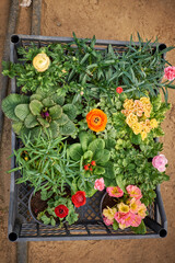 Potted seedlings in a basket, seedlings, buttercups, primrose, carnation, buds, flowering, flowers, spring, early flowers
