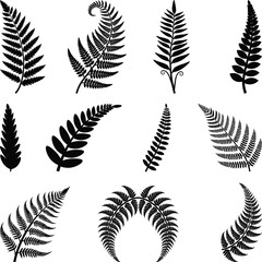 Fern leaves collection Silhouette illustration, Forest fern leaves isolated on a white background