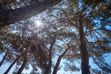 Dreamy Winter Landscape, snow and sun, surrounded by trees.