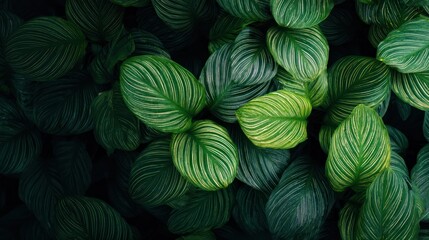 Lush Green Leaves with Striped Patterns in Natural Light Background