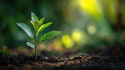 Fresh Green Plant Sprouting from Dark Soil Under Sunlight