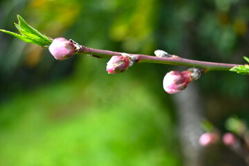FLORES JARDÍN BROTES CALAS LAVANDA PRIMAVERA DETALLES