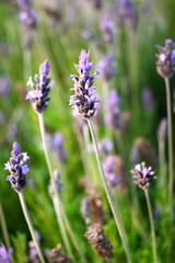 FLORES JARDÍN BROTES CALAS LAVANDA PRIMAVERA DETALLES