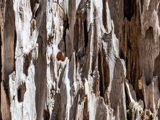 tree bark texture