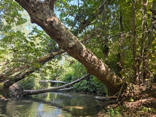 Fototapeta premium river in the forest