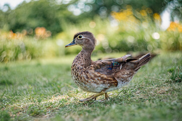 Female Wood Duck (Aix sponsa) on Grass with Swirly Bokeh from Helios 44-2 Lens