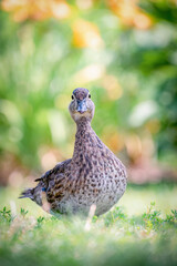 Female Wood Duck (Aix sponsa) Standing on Grass with Colorful Background