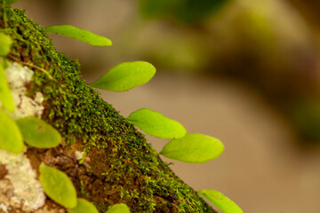 Leaves of Plant from Tropical Forest in Borneo Island