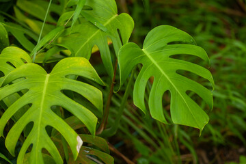 Leaves of Plant from Tropical Forest in Borneo Island