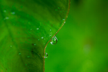Leaves of Plant from Tropical Forest in Borneo Island