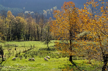 Mouton, race Mérinos de l'est à laine, Vosges, 88, France