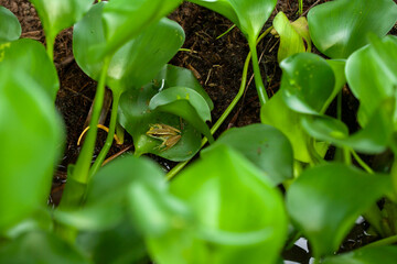Leaves of Plant from Tropical Forest in Borneo Island