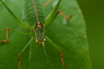 Fototapeta premium green grasshopper on a leaf