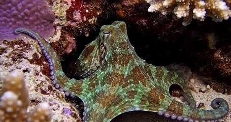 Intricate camouflage techniques of a common octopus, blending seamlessly into a vibrant coral reef environment, showcasing its remarkable ability to adapt its skin texture and color. no data