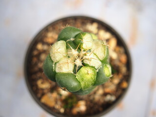 cactus and worm eatting on green skinof cactus