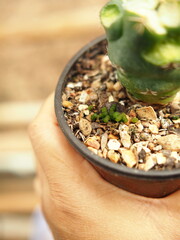 cactus and worm eatting on green skinof cactus