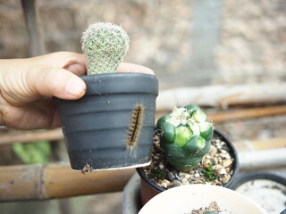 cactus and worm eatting on green skinof cactus