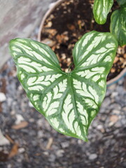 Cercestis mirabilis plants leafe texture great