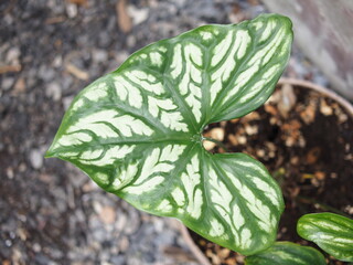 Cercestis mirabilis plants leafe texture great