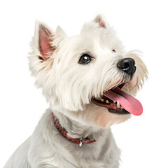 Cartoon white scottish terrier dog standing alert