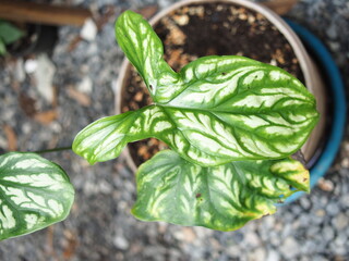 Cercestis mirabilis plants leafe texture great