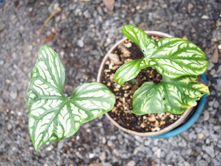 Cercestis mirabilis plants leafe texture great