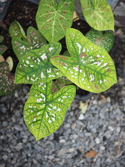 caladium bicolor in home garden dolorfulof plant