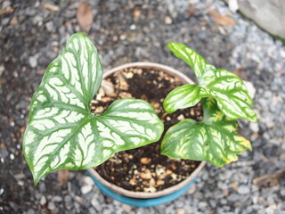 Cercestis mirabilis plants leafe texture great