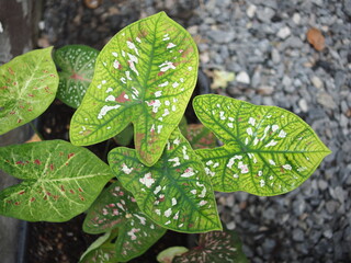 caladium bicolor in home garden dolorfulof plant