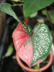 caladium bicolor in home garden dolorfulof plant