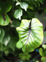 caladium bicolor in home garden dolorfulof plant