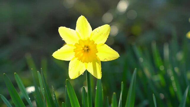 Yellow daffodil in sunlight