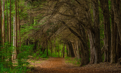 footpath in the forest