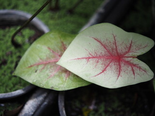 caladium bicolor in home garden dolorfulof plant