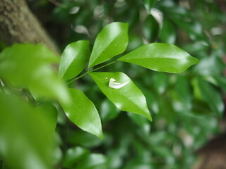 tea leaves and green background 