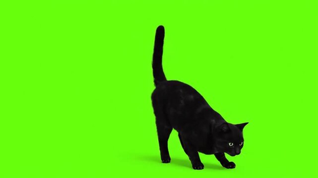 Black Cat in Slow Motion Pouncing and Walking on an Isolated Green Screen Background, Ready for Chroma Key Removal and Visual Effects Compositing.

