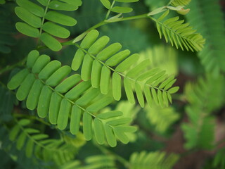 young tamarind leaves plant forcooking in spice test