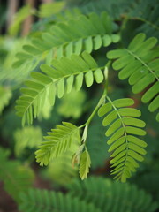 young tamarind leaves plant forcooking in spice test